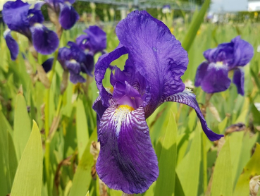 Iris barbata-media "Alfred" - (Hohe Bart-Schwertlilie "Alfred"),